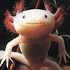 Axolotl-13